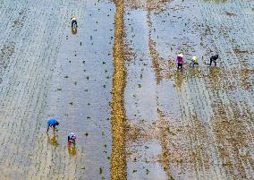 Summer Solstice Agriculture In Huai'an