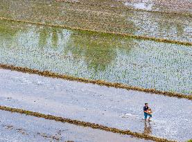 Summer Solstice Agriculture In Huai'an