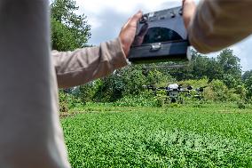 Drone Intelligent Agriculture in China