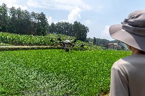 Drone Intelligent Agriculture in China