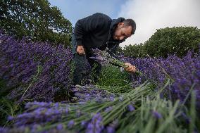 MIDEAST-GOLAN HEIGHTS-LAVENDER-HARVEST
