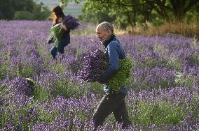 MIDEAST-GOLAN HEIGHTS-LAVENDER-HARVEST