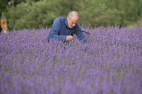 MIDEAST-GOLAN HEIGHTS-LAVENDER-HARVEST
