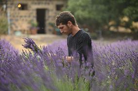 MIDEAST-GOLAN HEIGHTS-LAVENDER-HARVEST