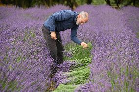MIDEAST-GOLAN HEIGHTS-LAVENDER-HARVEST