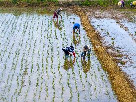 Summer Solstice Agriculture In Huai'an