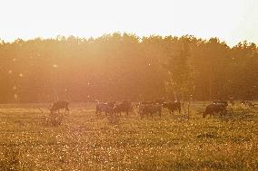 Pape Nature Park In Latvia