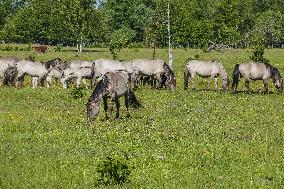 Pape Nature Park In Latvia