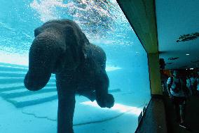 THAILAND-CHONBURI-ELEPHANT-DIVING