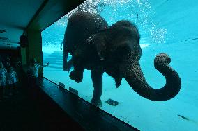 THAILAND-CHONBURI-ELEPHANT-DIVING