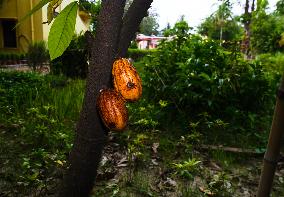Cocoa Cultivation In India