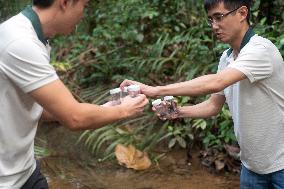SINGAPORE-SWAMP FOREST CRAB-RELEASE