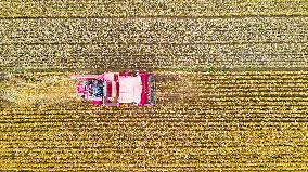 Xinhua Headlines: China's bumper harvest brings confidence amid global inflation