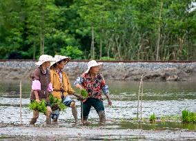 Farmer Plant Rice Seedings