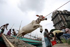 Eid Al-Adha Preparation In Bangladesh