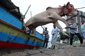 Eid Al-Adha Preparation In Bangladesh