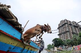 Eid Al-Adha Preparation In Bangladesh