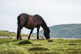 Summer Pasture