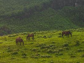 Summer Pasture