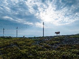 Summer Pasture