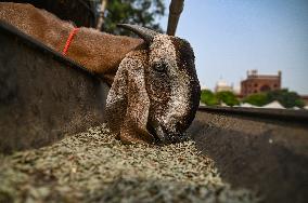 India Eid