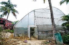 Polyhouse Farming In India