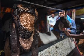 Cattle Market For Eid Al-Adha On The Outskirts Of Kolkata, India