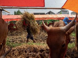 Indonesia: Temporary Livestock Market Towards Eid Al-Adha