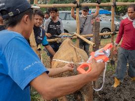 Indonesia: Temporary Livestock Market Towards Eid Al-Adha