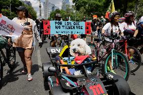 March Against Animal Abuse In Mexico