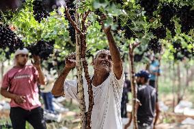 EGYPT-MENOUFIA-GRAPES-HARVEST