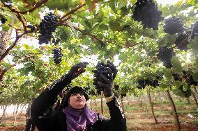 EGYPT-MENOUFIA-GRAPES-HARVEST