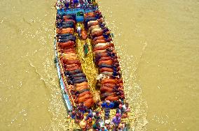 BANGLADESH-MUNSHIGANJ-CATTLE-MARKET
