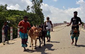 BANGLADESH-MUNSHIGANJ-CATTLE-MARKET