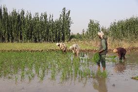 AFGHANISTAN-BALKH-FARMING