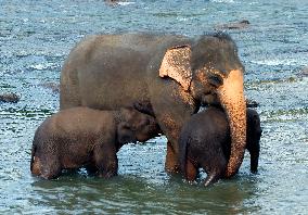 SRI LANKA-ELEPHANT-BATHING
