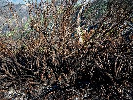 Aftermath Of Fires Along The Camino De Santiago In Asturias, Spain