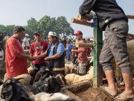 Indonesia: Livestock Market Ahead Eid Al-Adha