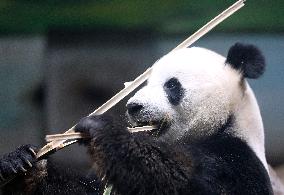 CHINA-LIAONING-ANSHAN-GIANT PANDA (CN)