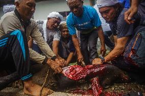 Eid al-Adha Celebration - Sumatra