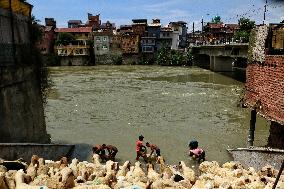 Eid al-Adha Celebration - Kashmir