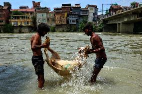 Eid al-Adha Celebration - Kashmir