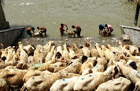 Eid al-Adha Celebration - Kashmir