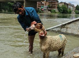 Eid al-Adha Celebration - Kashmir
