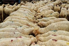 Eid al-Adha Celebration - Kashmir