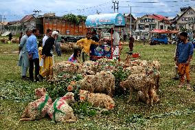 Eid al-Adha Celebration - Kashmir