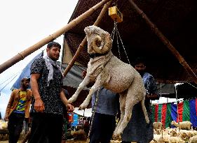 Eid al-Adha Celebration - Kashmir