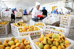 China Manufacturing Industry Canned Yellow Peaches Export