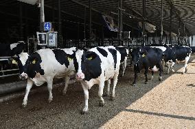 Modern Dairy Farm