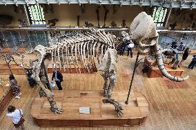 Restored Durfort Mammoth At National Museum Of Natural History - Paris